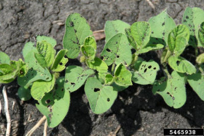 Leaf injury by bean leaf beetle feeding